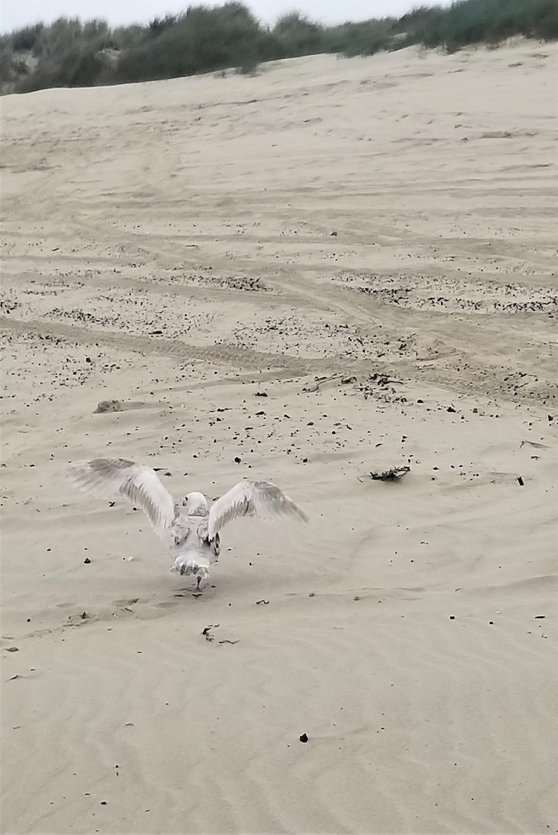 Glaucous-winged Gull - ML397904651