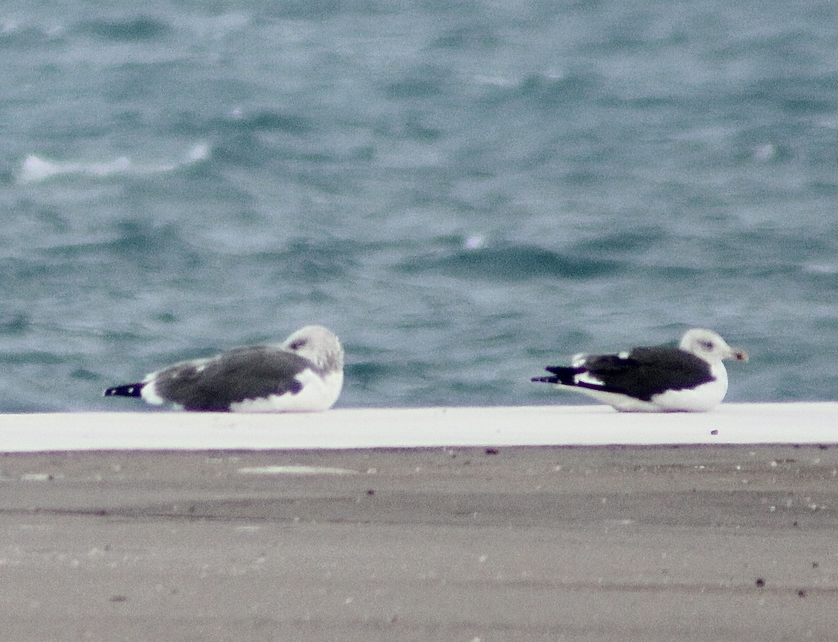 Great Black-backed Gull - ML397904691