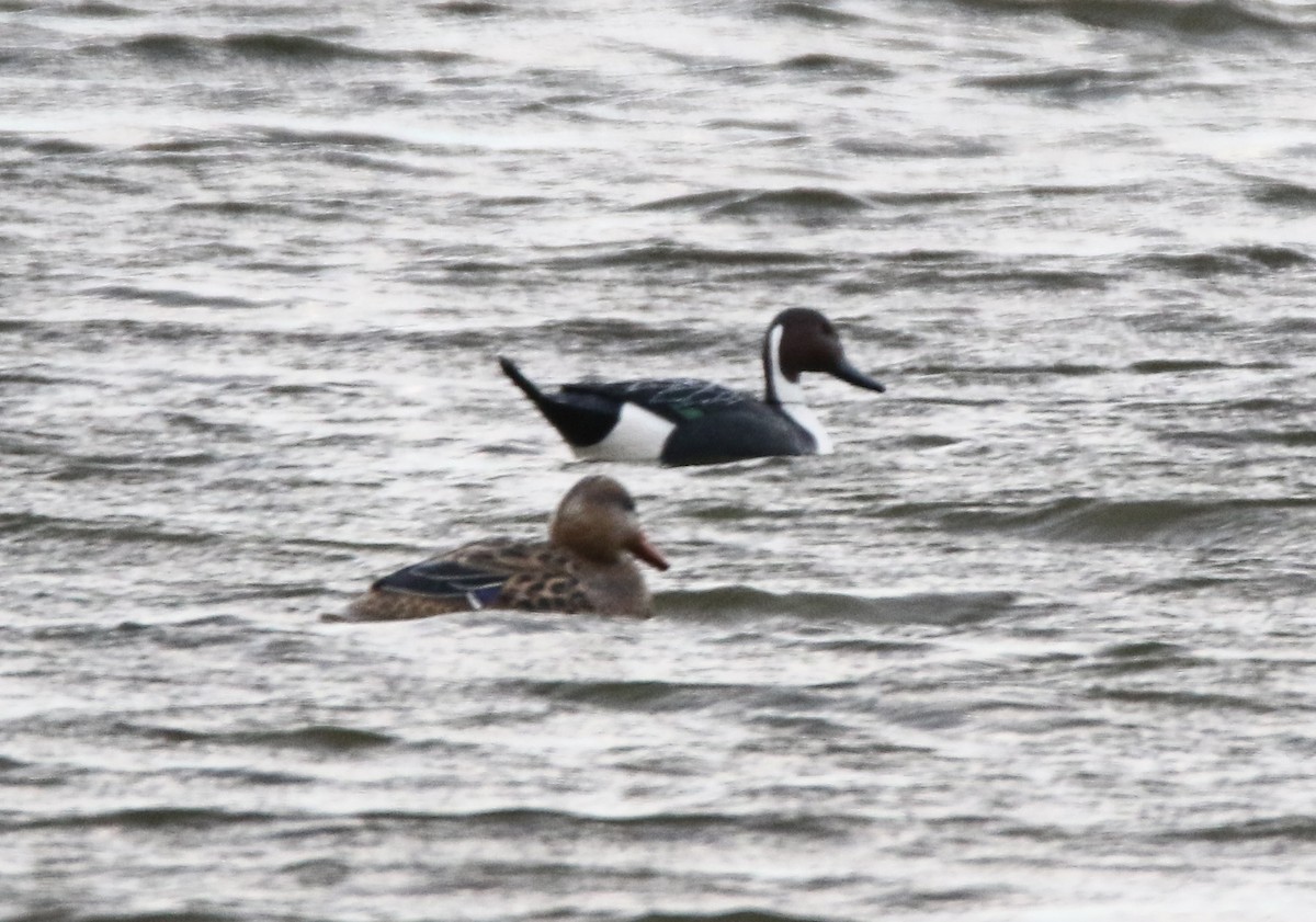 Northern Pintail - H. Resit Akçakaya