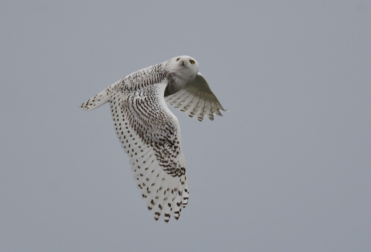 Snowy Owl - ML397907111