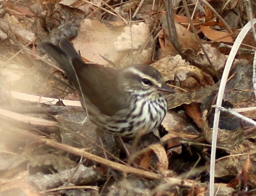 Northern Waterthrush - ML397907911