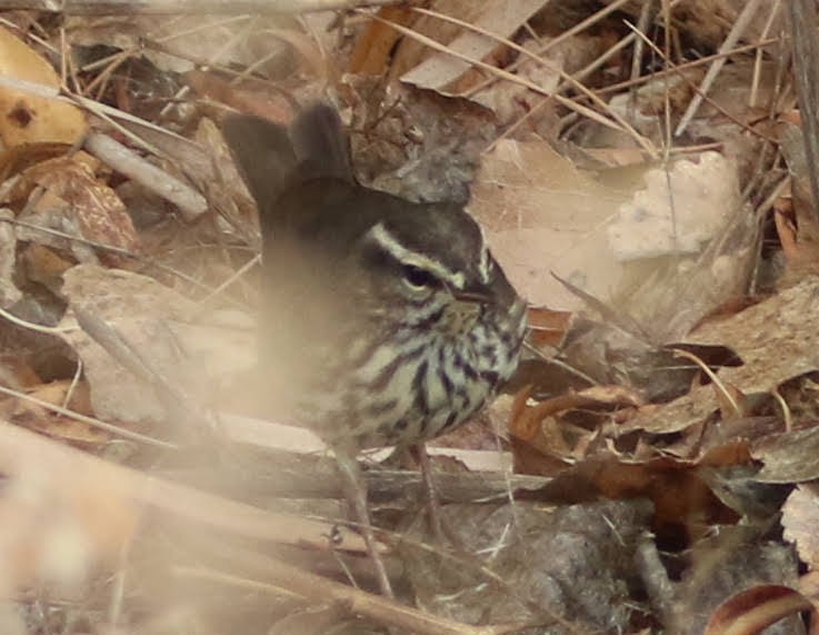 Northern Waterthrush - ML397908041