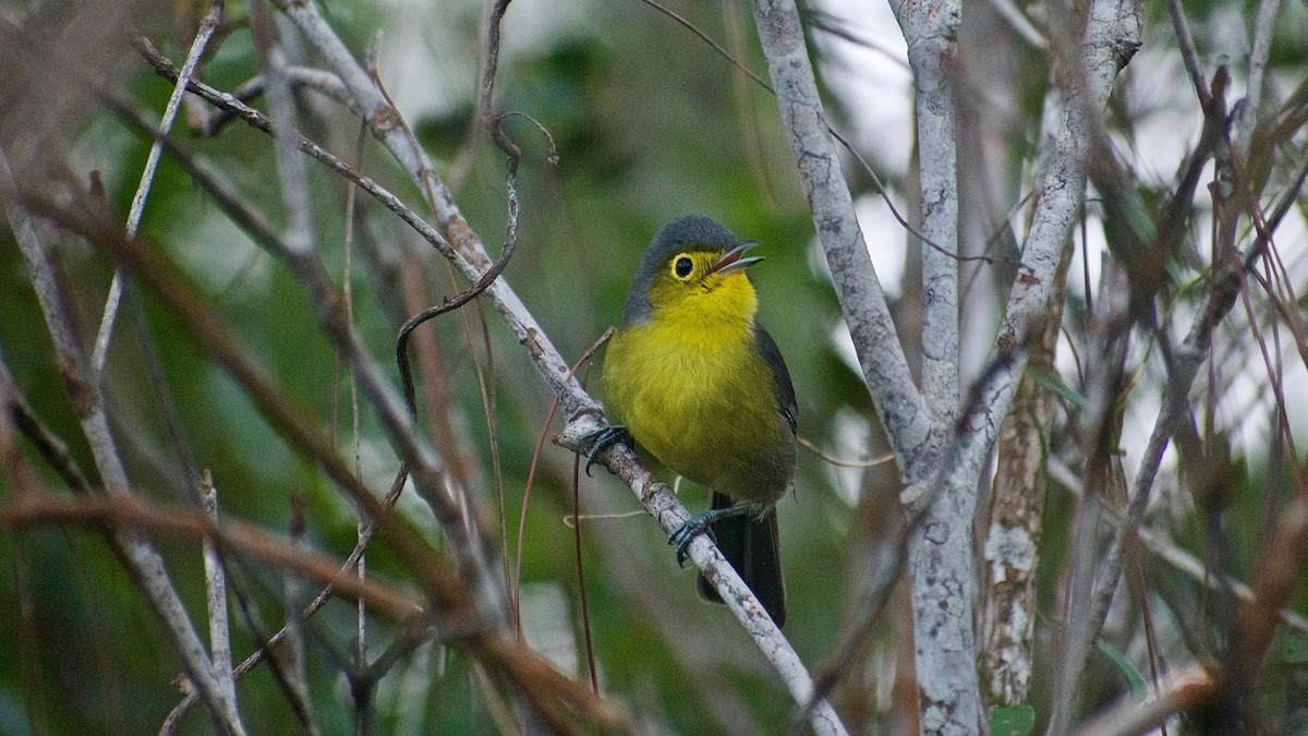 Oriente Warbler - ML397912201