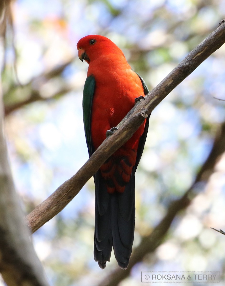 Avustralya Kral Papağanı - ML39791301