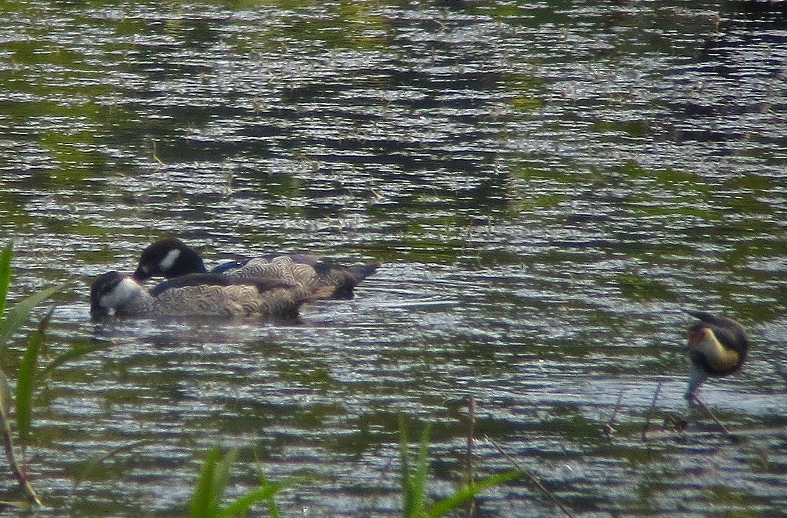 Green Pygmy-Goose - ML39791541