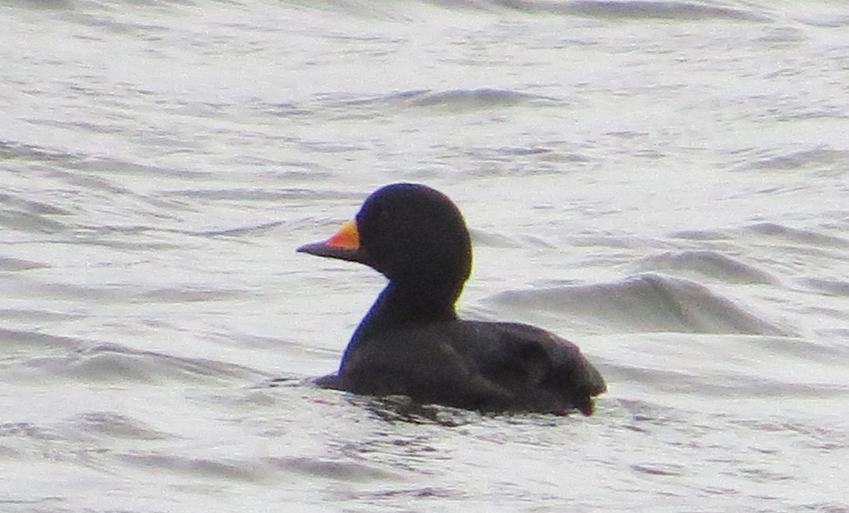 Black Scoter - James Hirtle