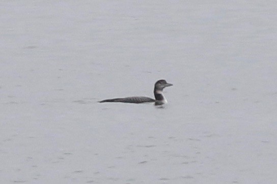 Common Loon - ML39791661