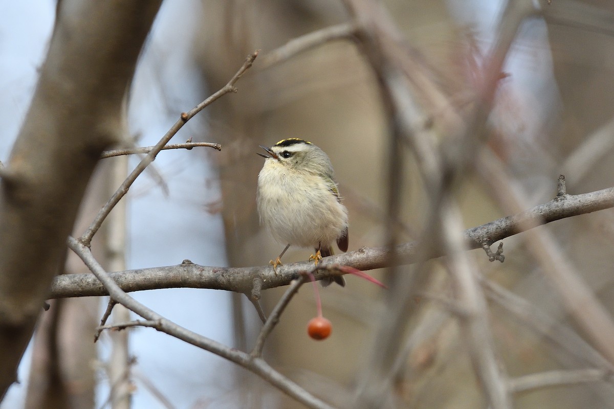 Golden-crowned Kinglet - ML397916711