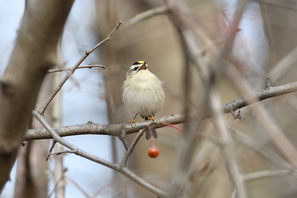 Golden-crowned Kinglet - ML397916741