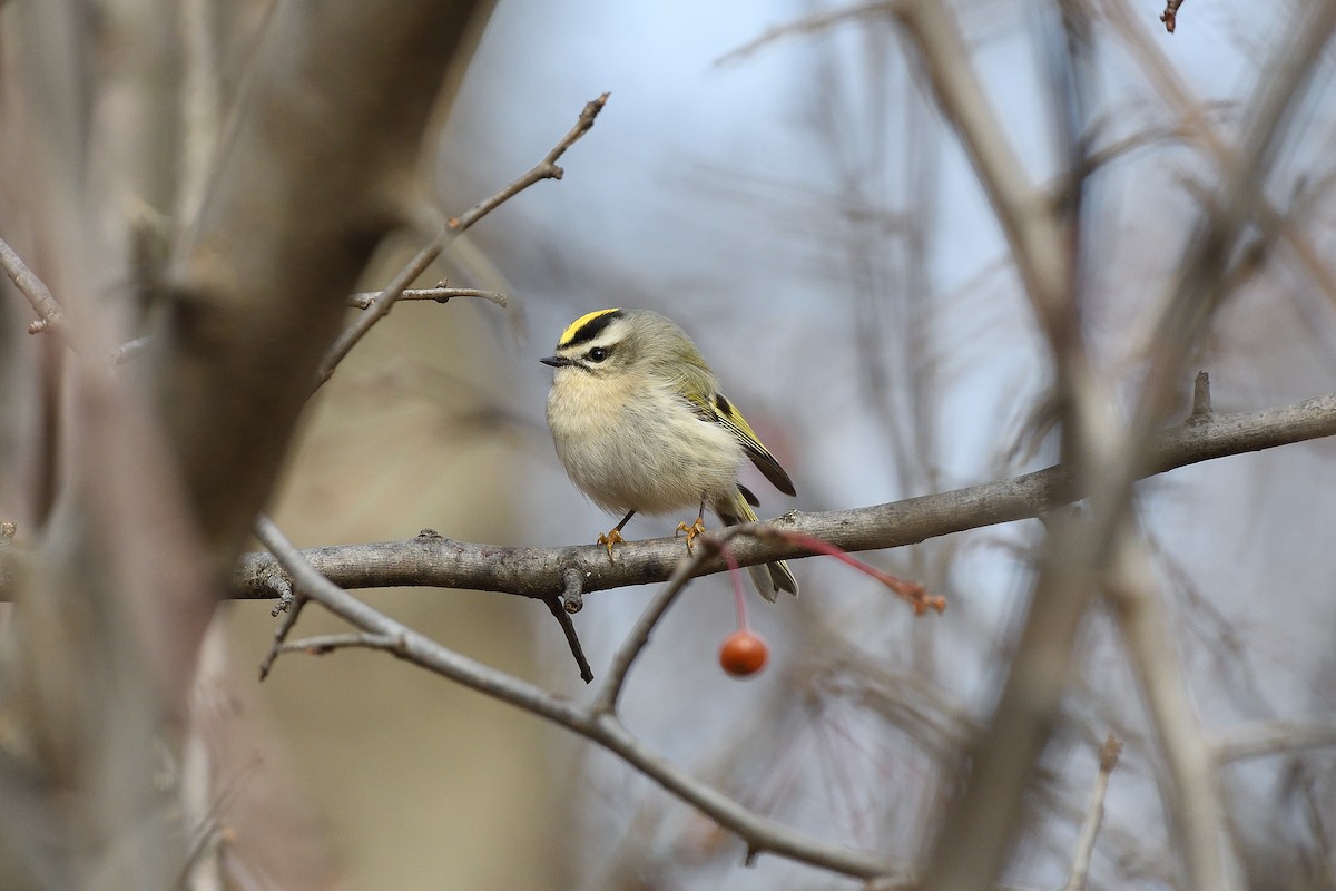 Golden-crowned Kinglet - ML397916751