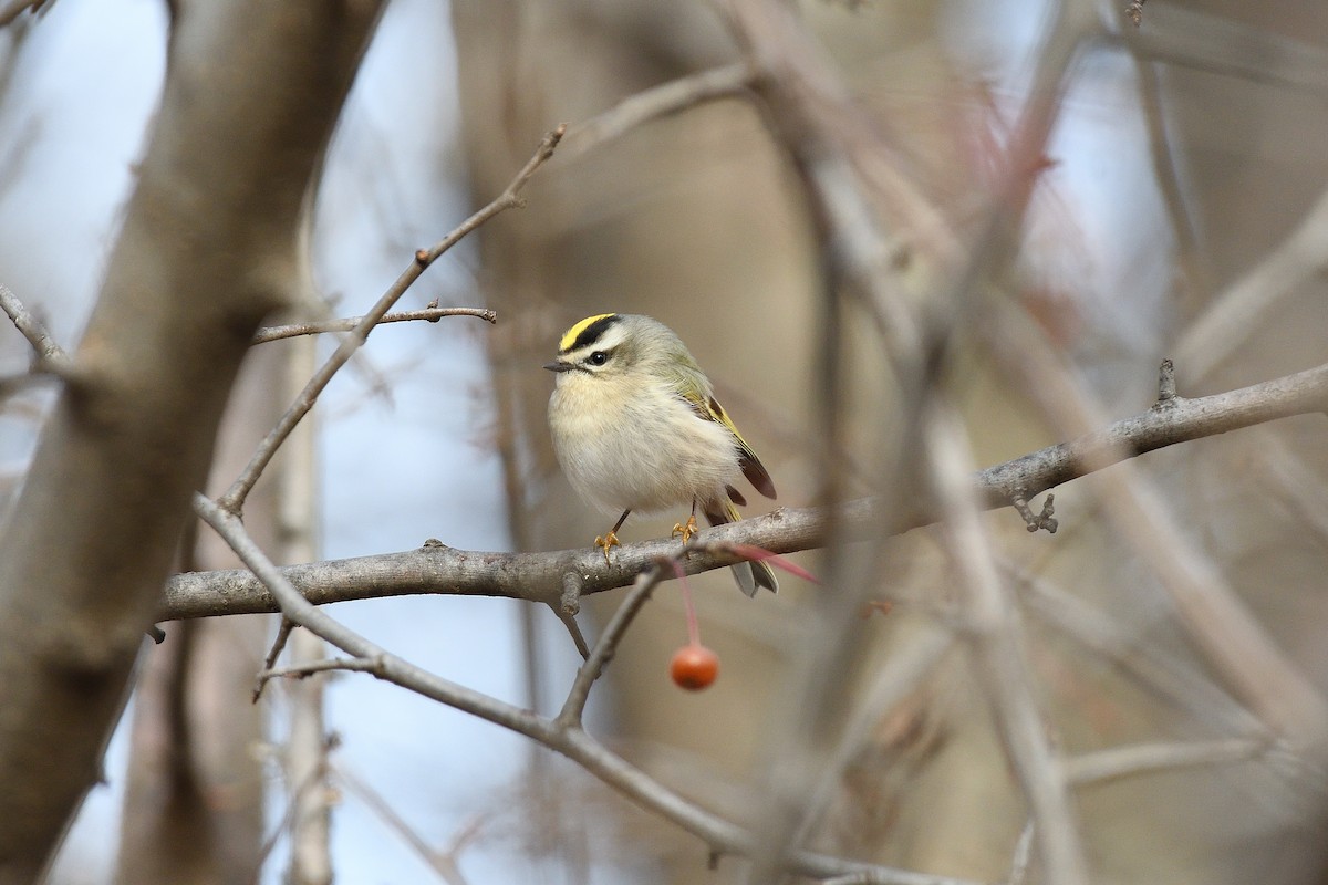 Golden-crowned Kinglet - ML397916761