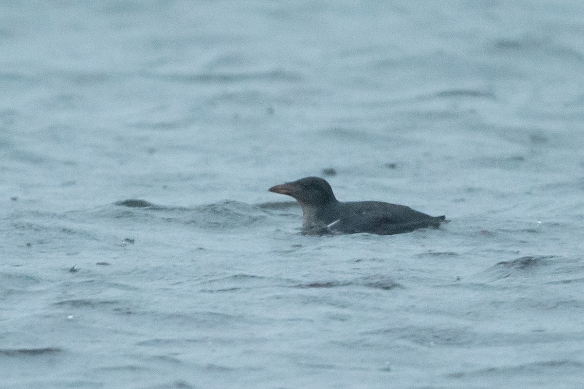 Rhinoceros Auklet - Adam Jackson