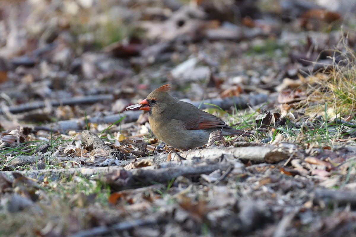 Northern Cardinal - ML397917181