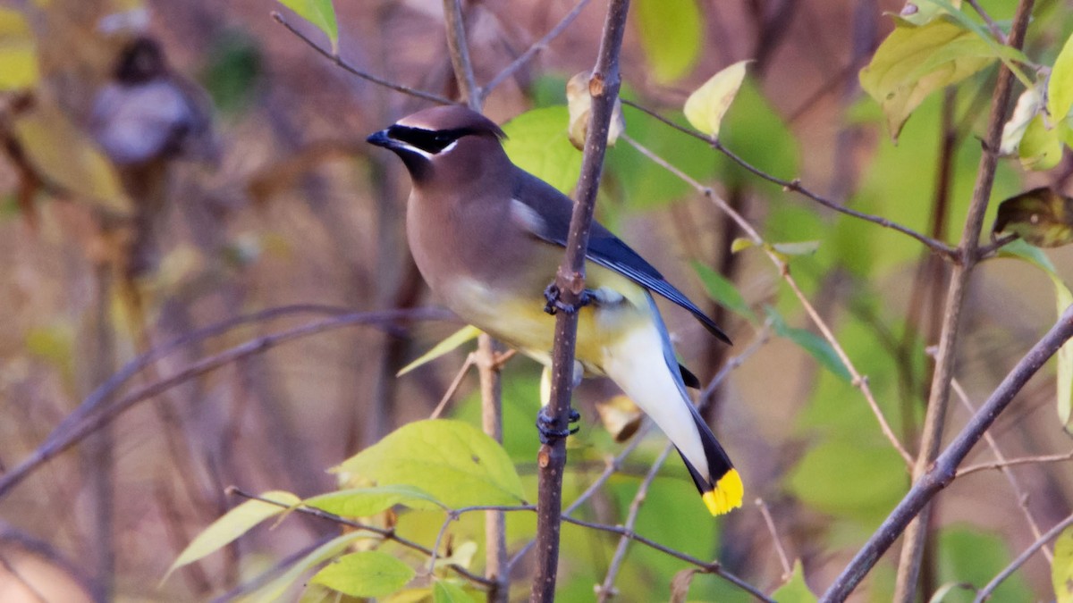 Cedar Waxwing - ML397917411