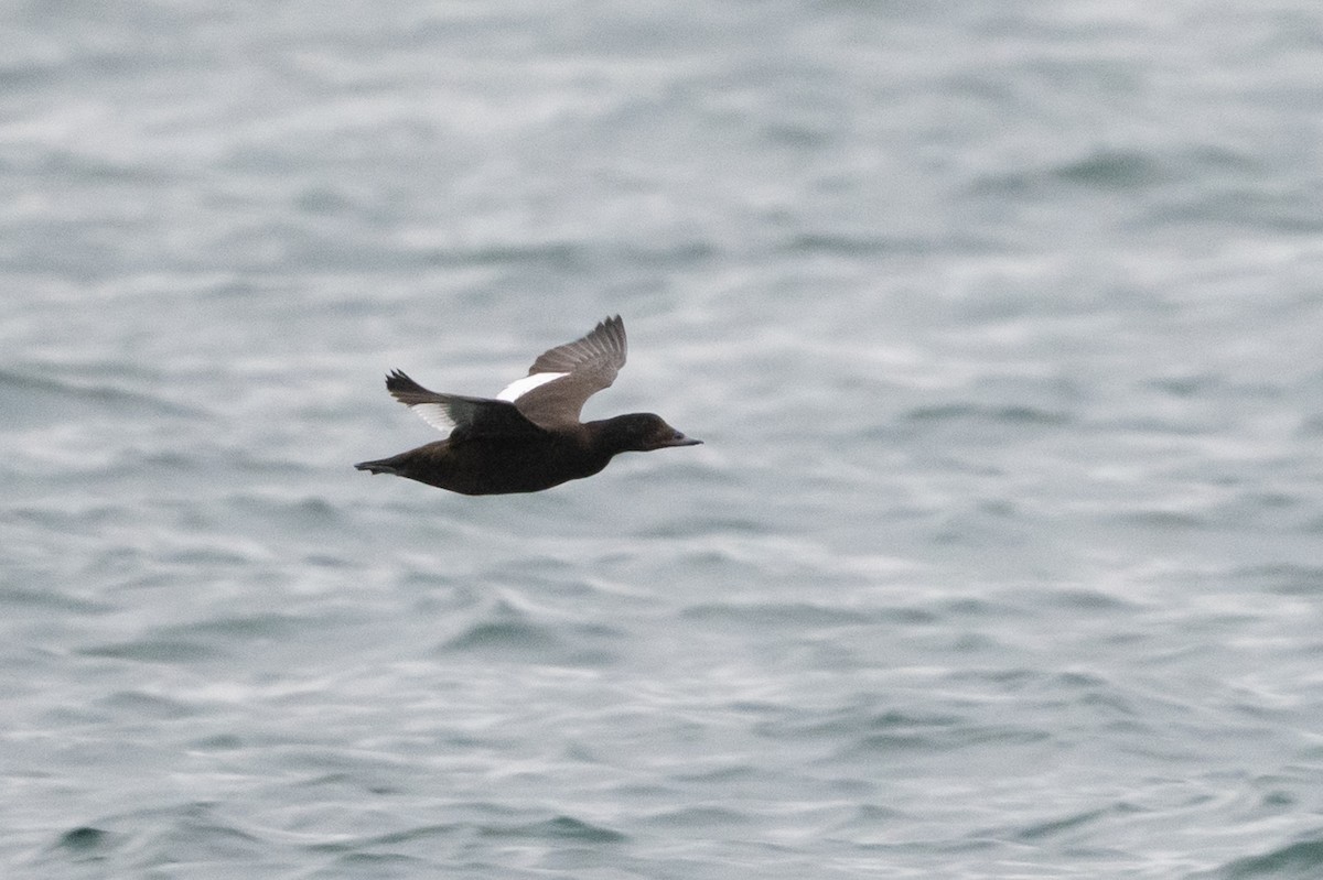 White-winged Scoter - ML397918491