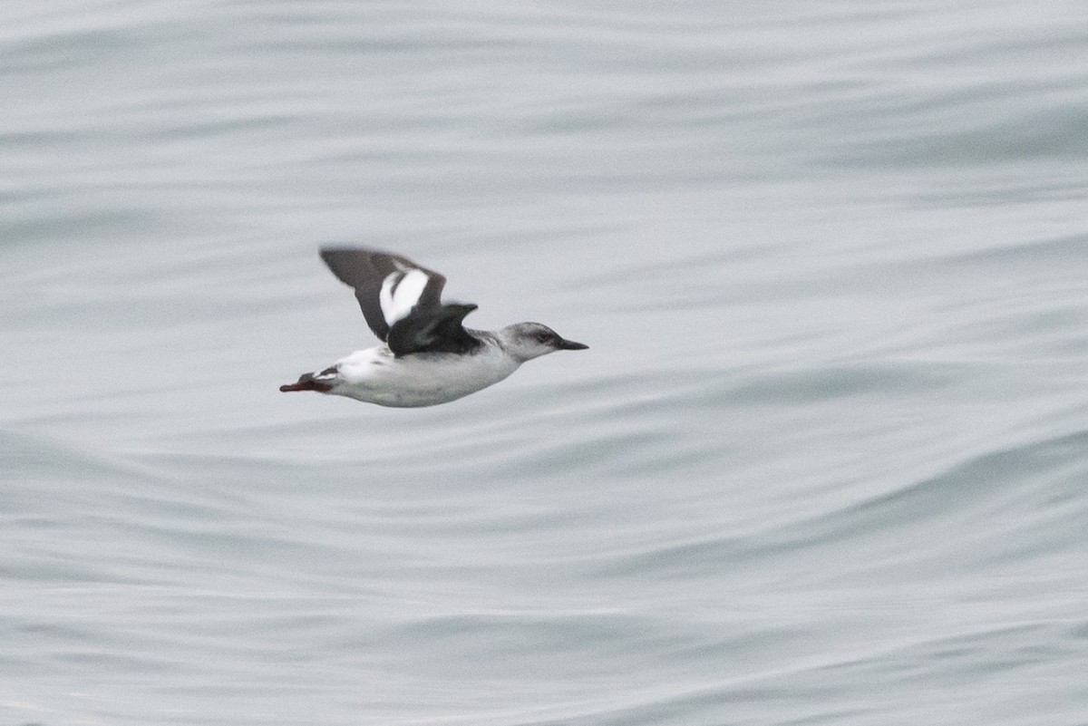 Pigeon Guillemot - ML397919261