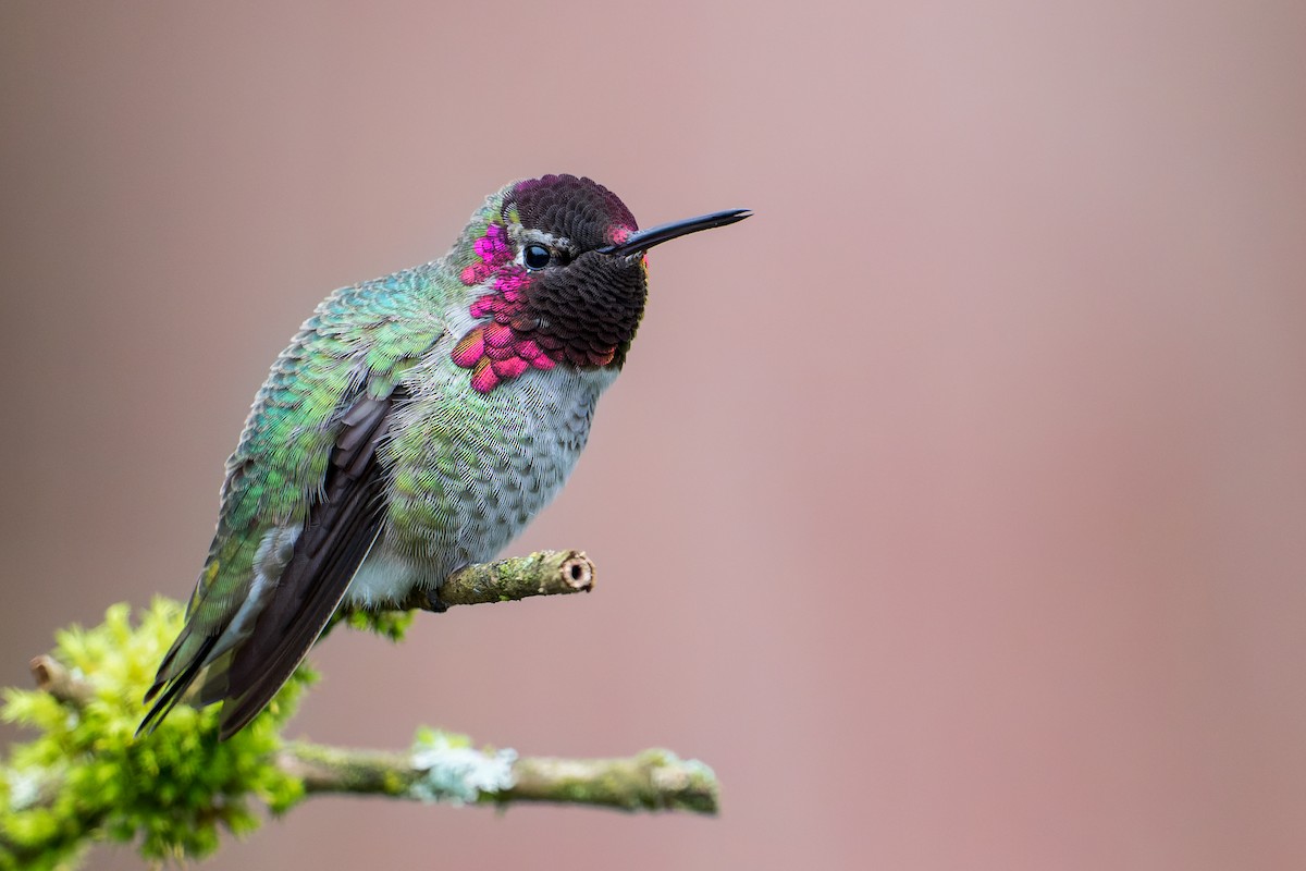 Anna's Hummingbird - ML397919471