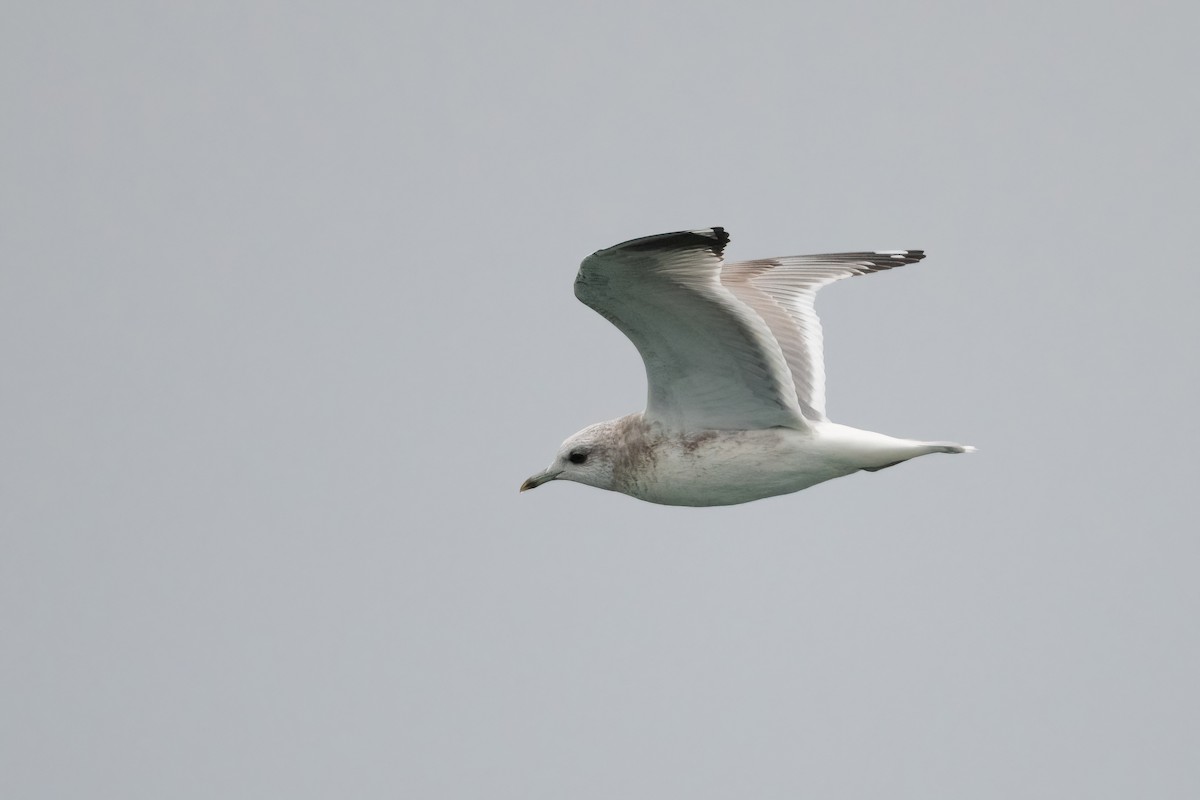 Short-billed Gull - ML397921171