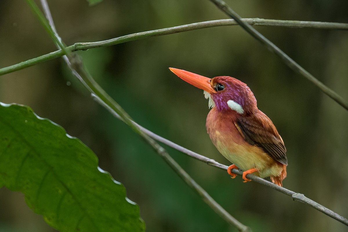 Philippine Dwarf-Kingfisher - Raymond  Dan