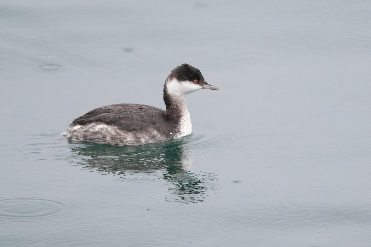 Horned Grebe - ML397921601