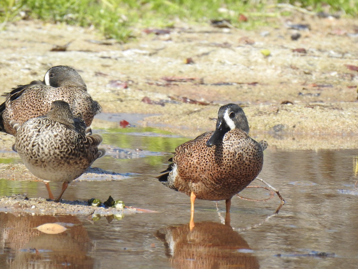 Blue-winged Teal - Justin Harris