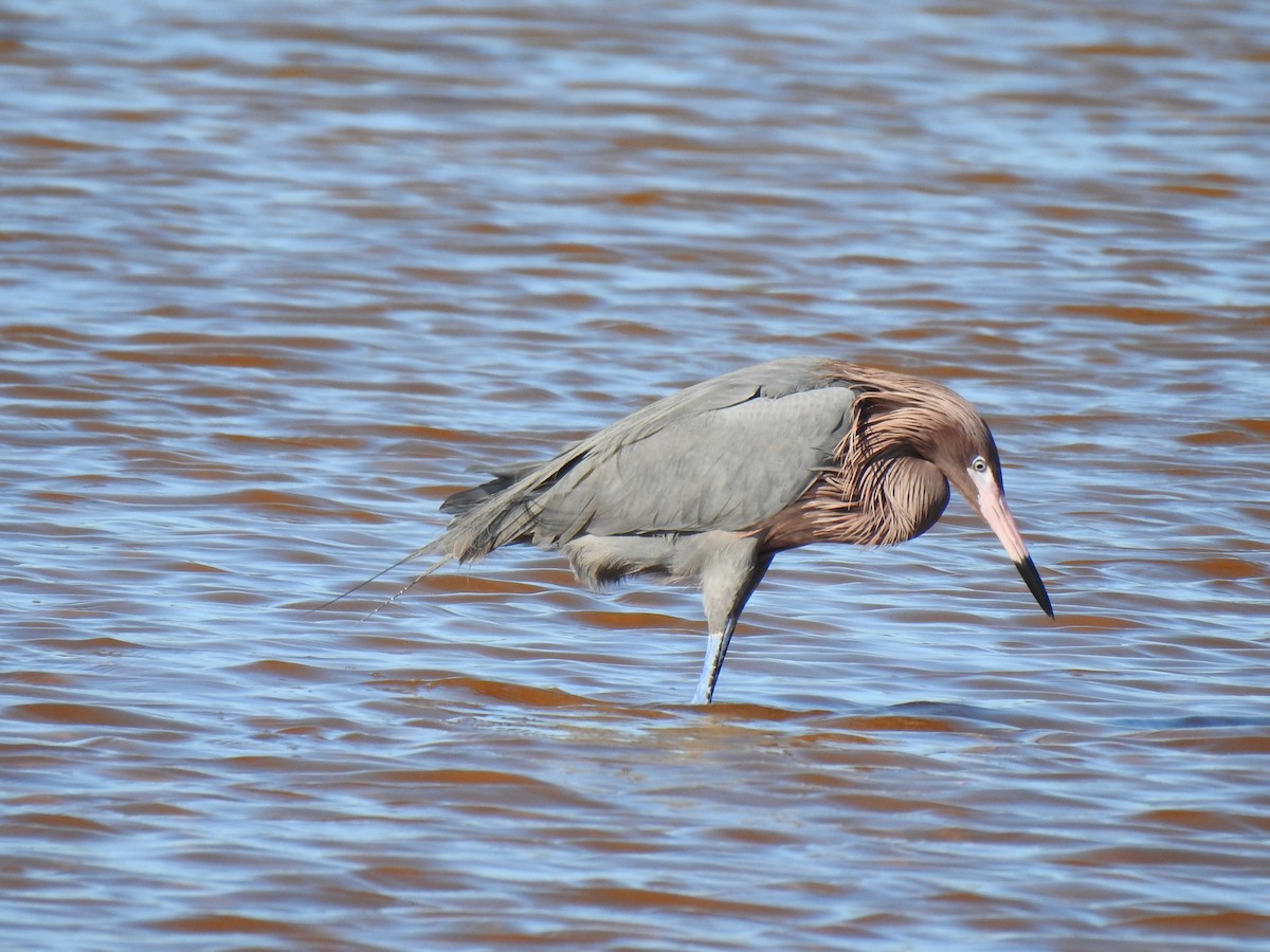 Reddish Egret - ML397928241