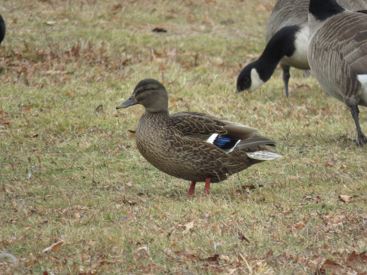 Hybride Canard colvert x C. noir - ML397929511