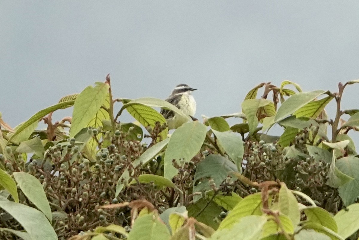 Piratic Flycatcher - ML397930071