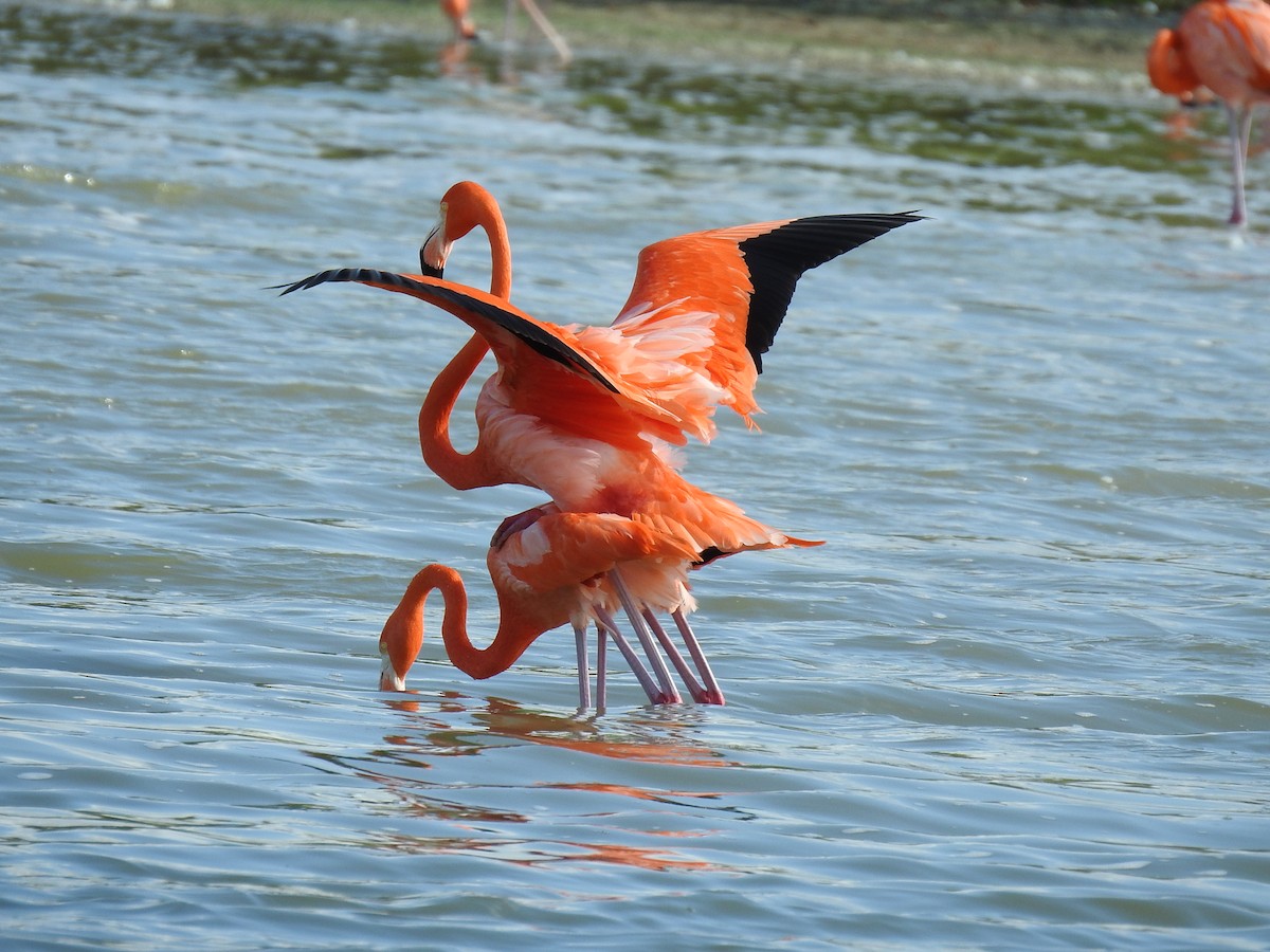 American Flamingo - ML397931501