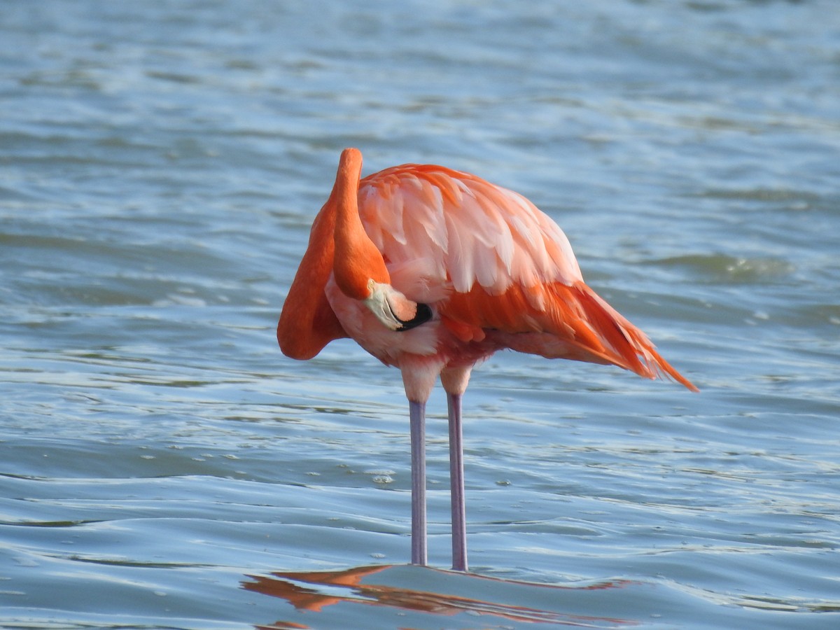 American Flamingo - ML397931511