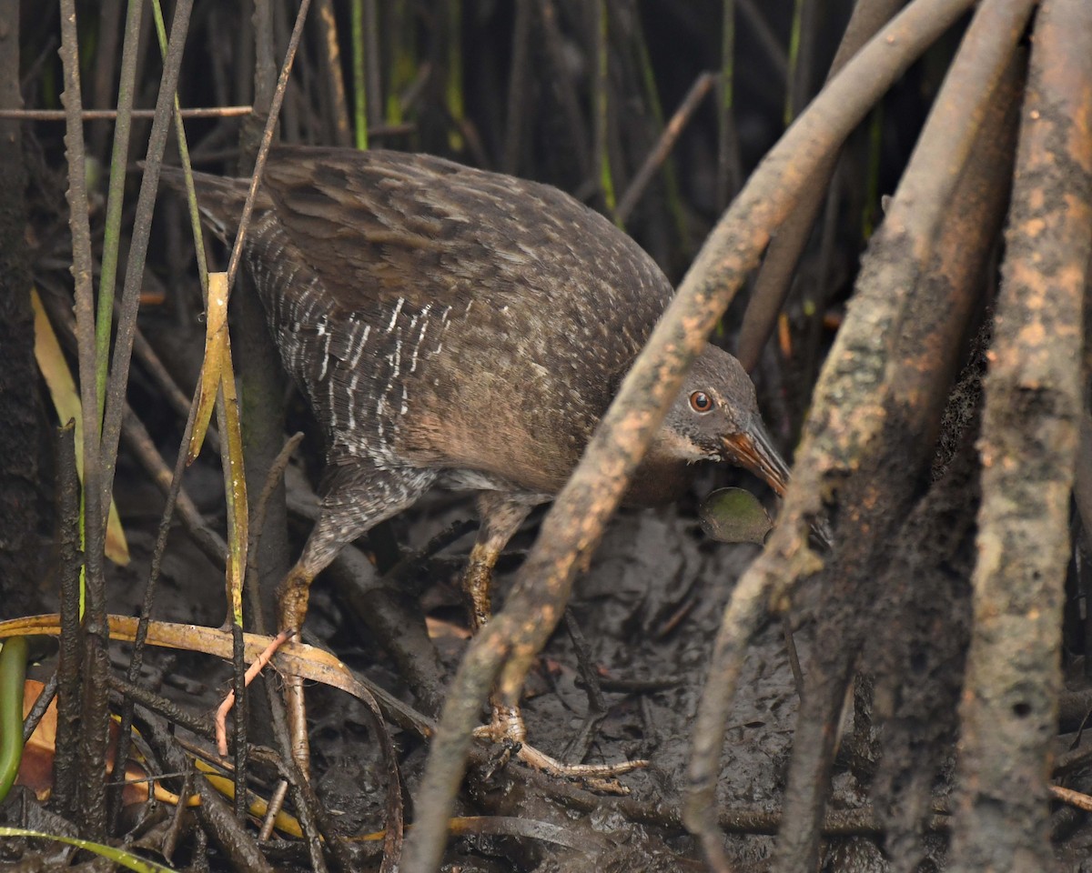 Virginia Rail - ML397932661