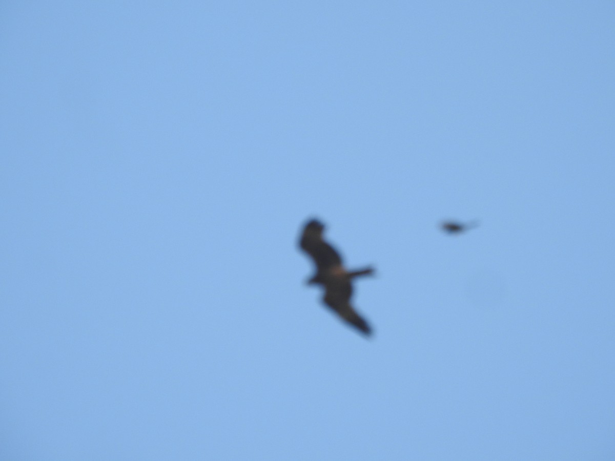 Black Kite - Sourav Halder