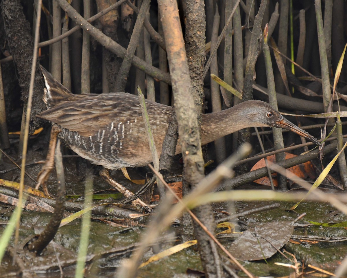 Virginia Rail - ML397933291