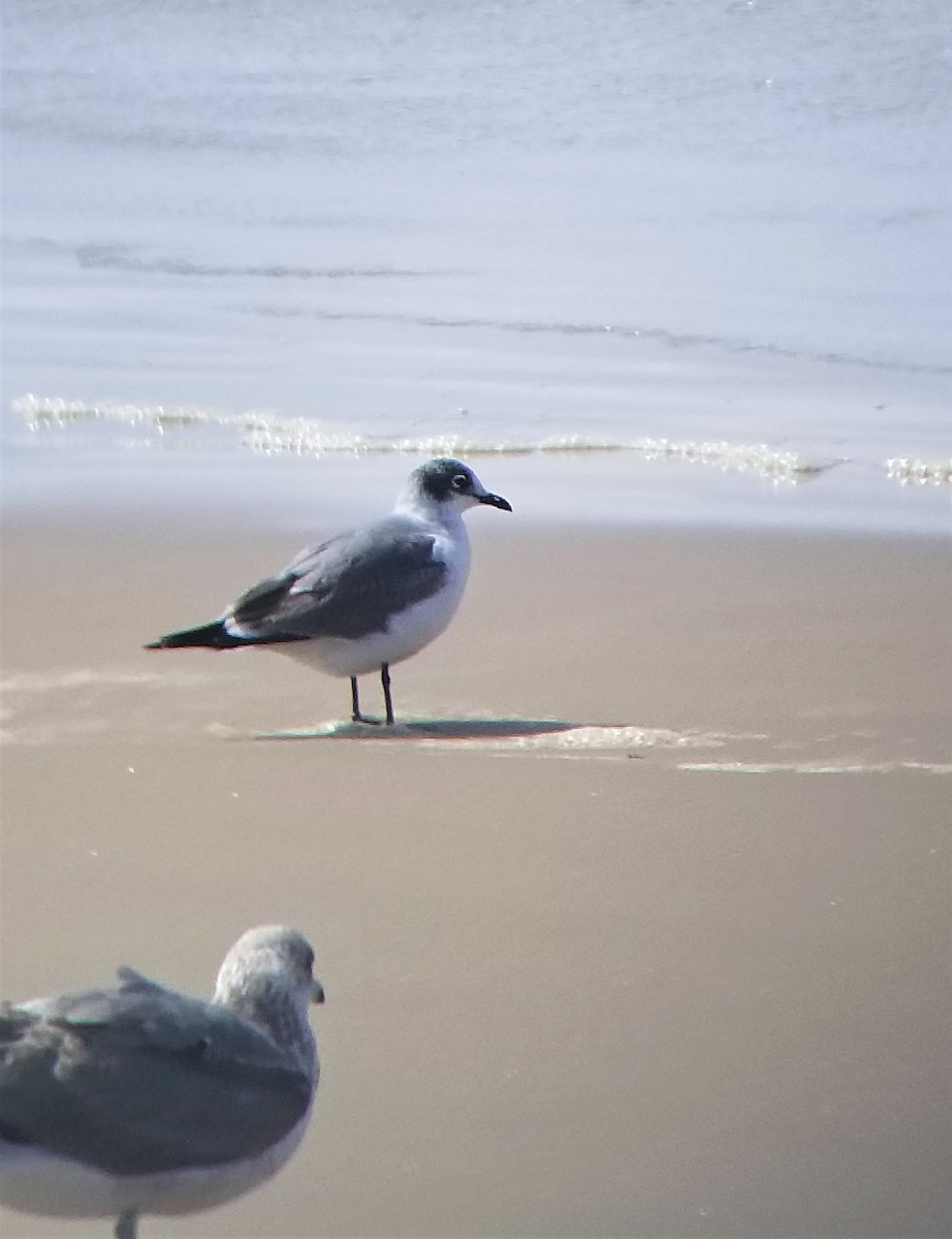 Franklin's Gull - ML397933471