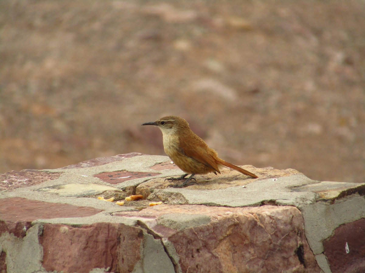 Straight-billed Earthcreeper - ML397933791