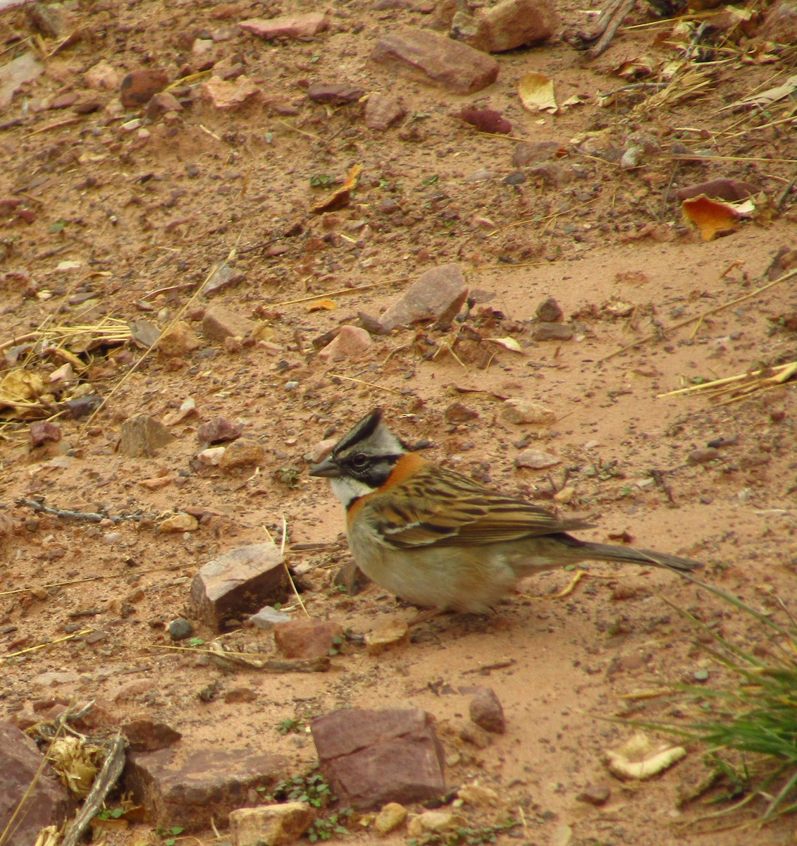 Rufous-collared Sparrow - ML397933821