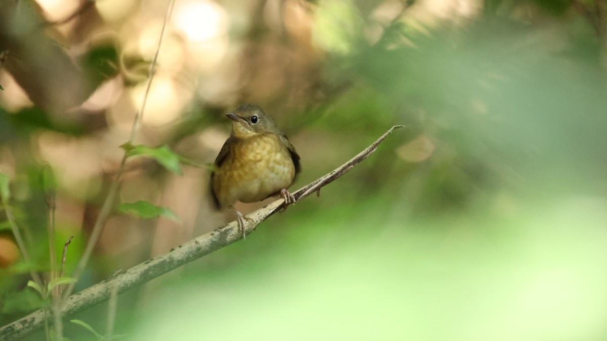 Blue-capped Rock-Thrush - ML397934621