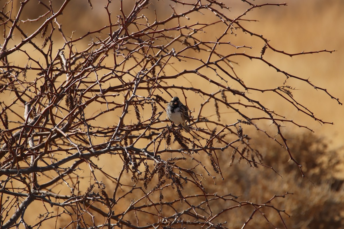 Harris's Sparrow - ML397934761