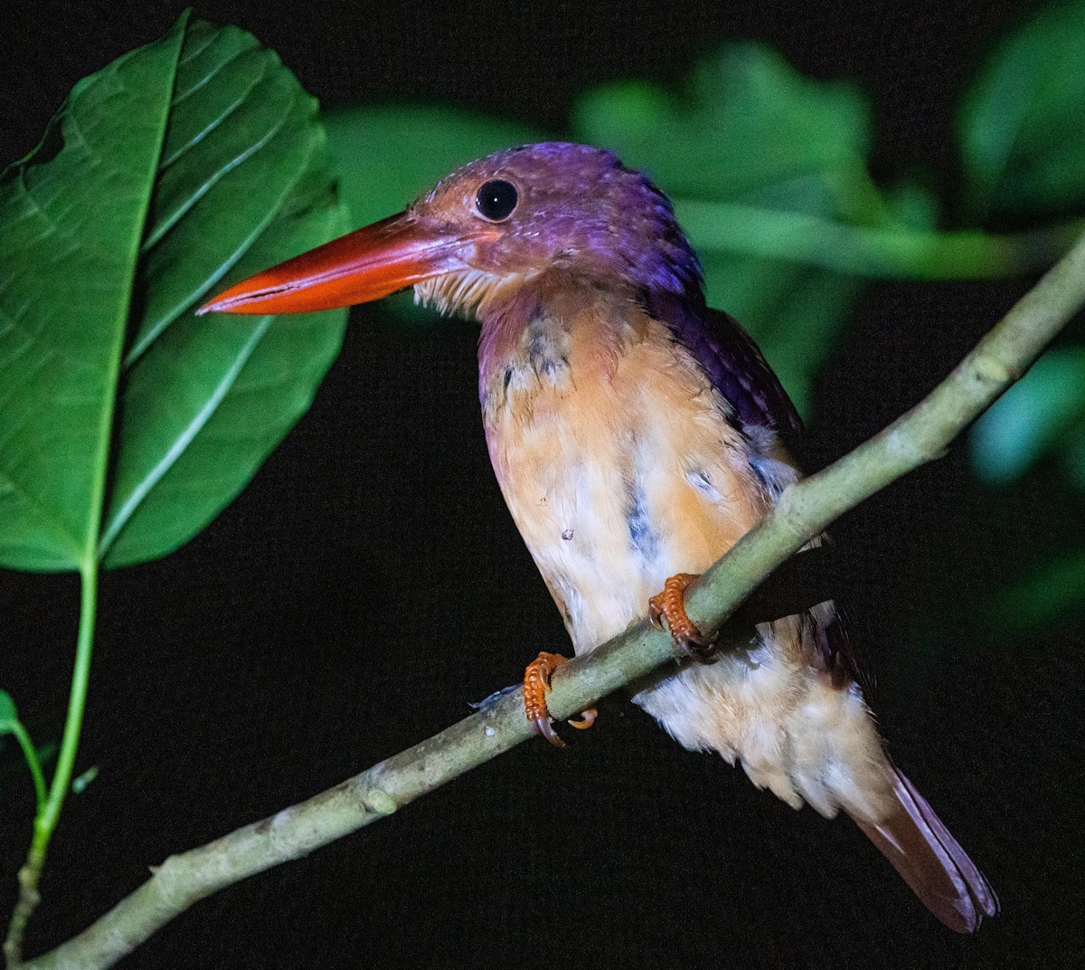 Ruddy Kingfisher - ML397935151