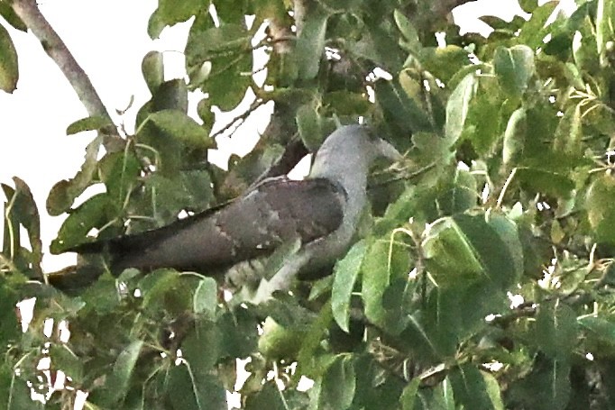 Channel-billed Cuckoo - ML397937581