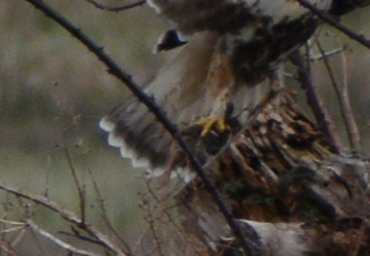 Rough-legged Hawk - ML397940541