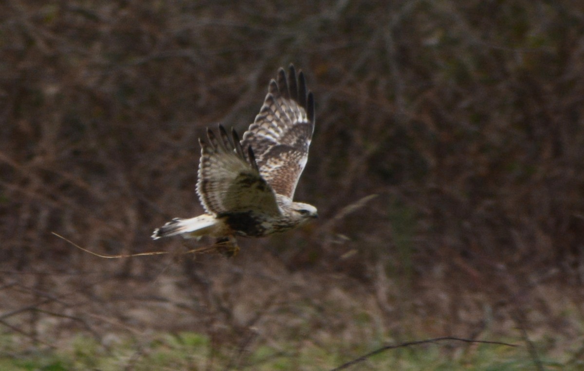 Rough-legged Hawk - ML397940571