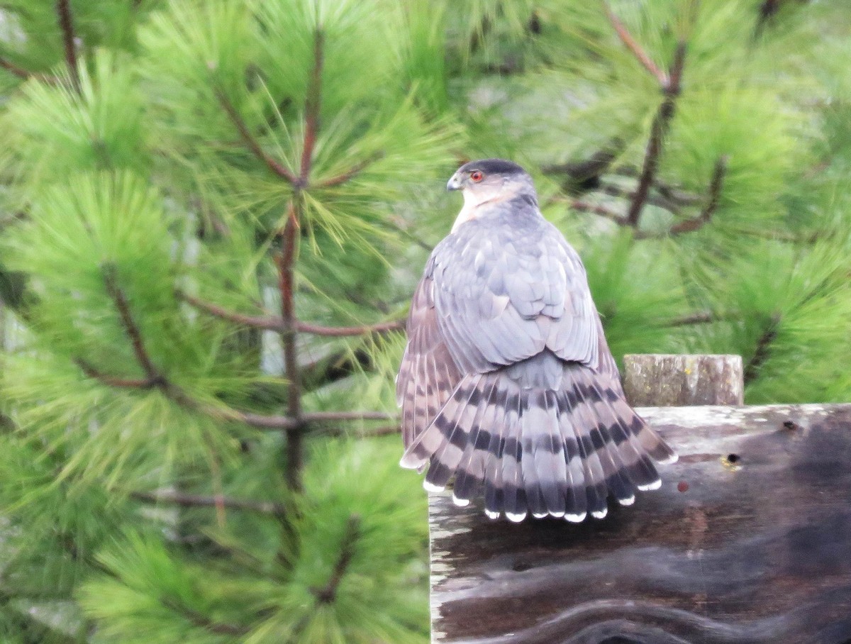 Cooper's Hawk - ML397940781