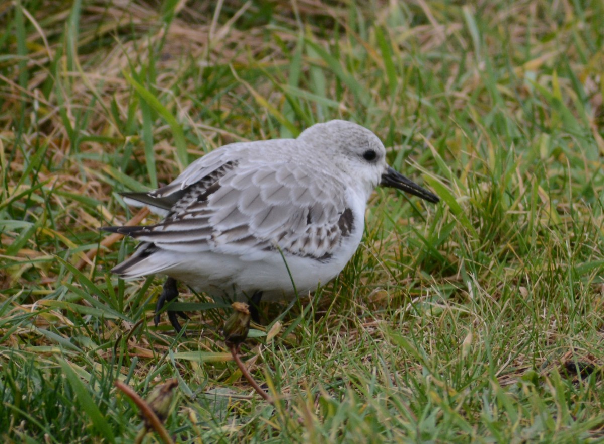 Bécasseau sanderling - ML397940941