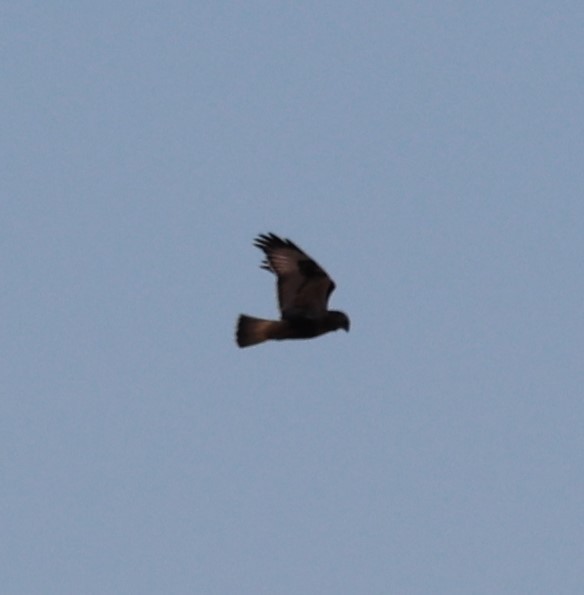 Rough-legged Hawk - ML397941761