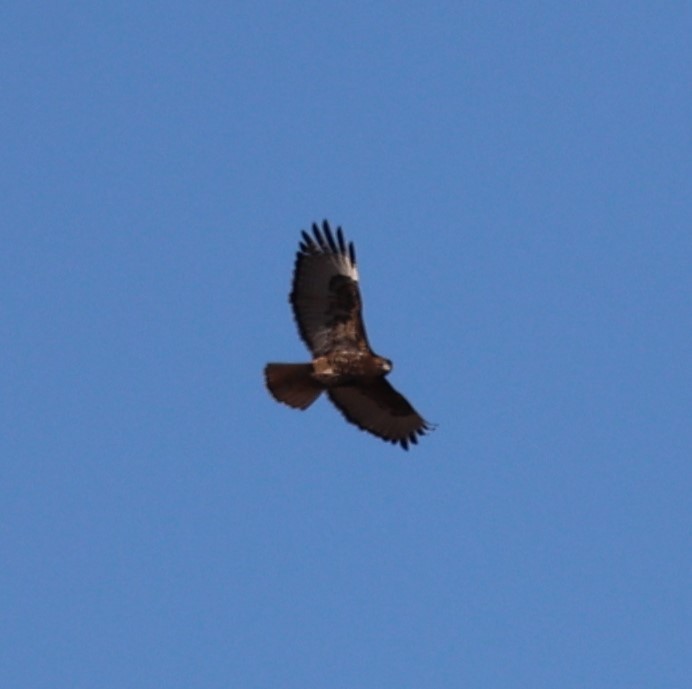 Red-tailed Hawk (Harlan's) - ML397941781