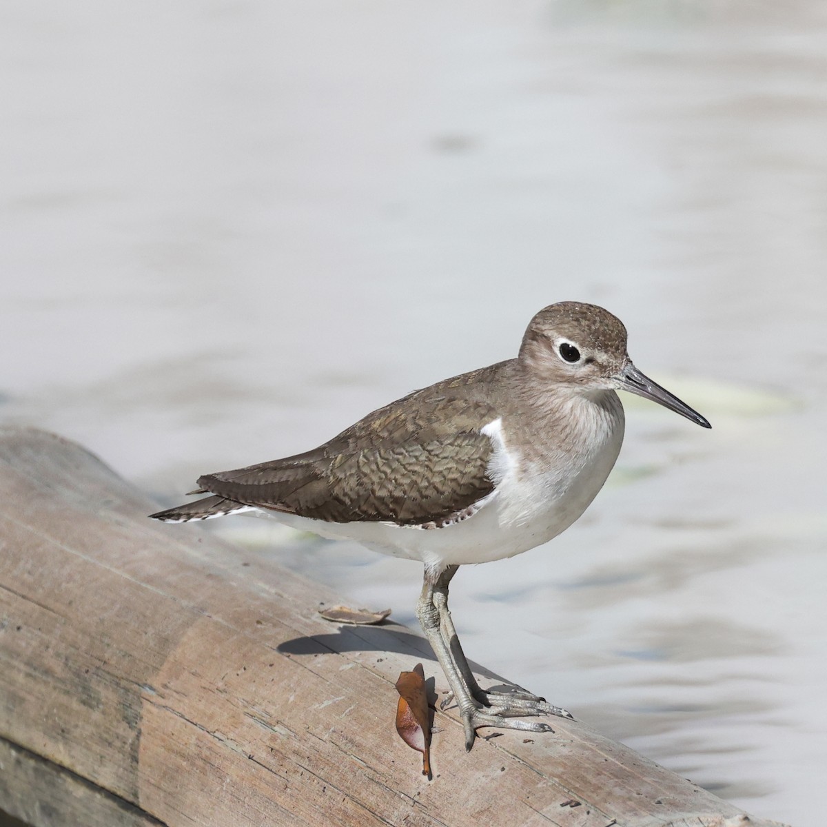 Common Sandpiper - Ching Chai Liew
