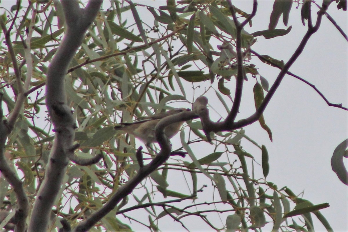 Striated Pardalote (Striated) - ML397942681