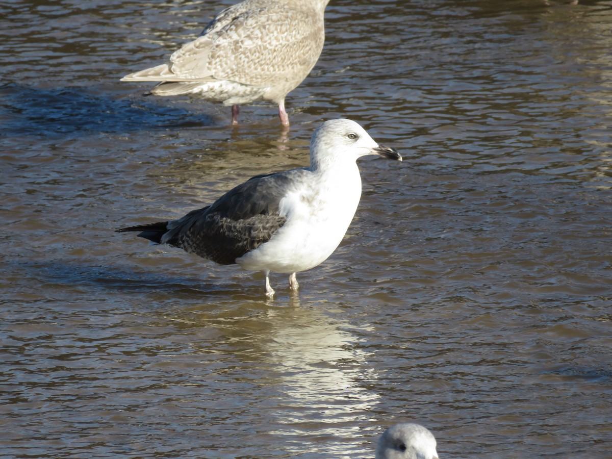 Lesser Black-backed Gull - Roberta Manian 🐥