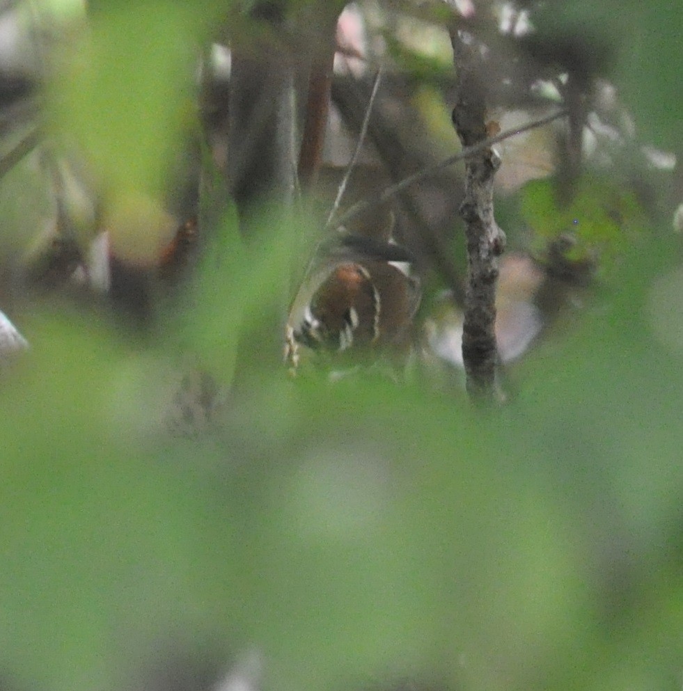 Brown Thrasher - ML39794461